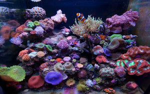 Our coral aquarium has grown tremendously after we installed our SCWD (Switching Current Water Director) Wave Maker